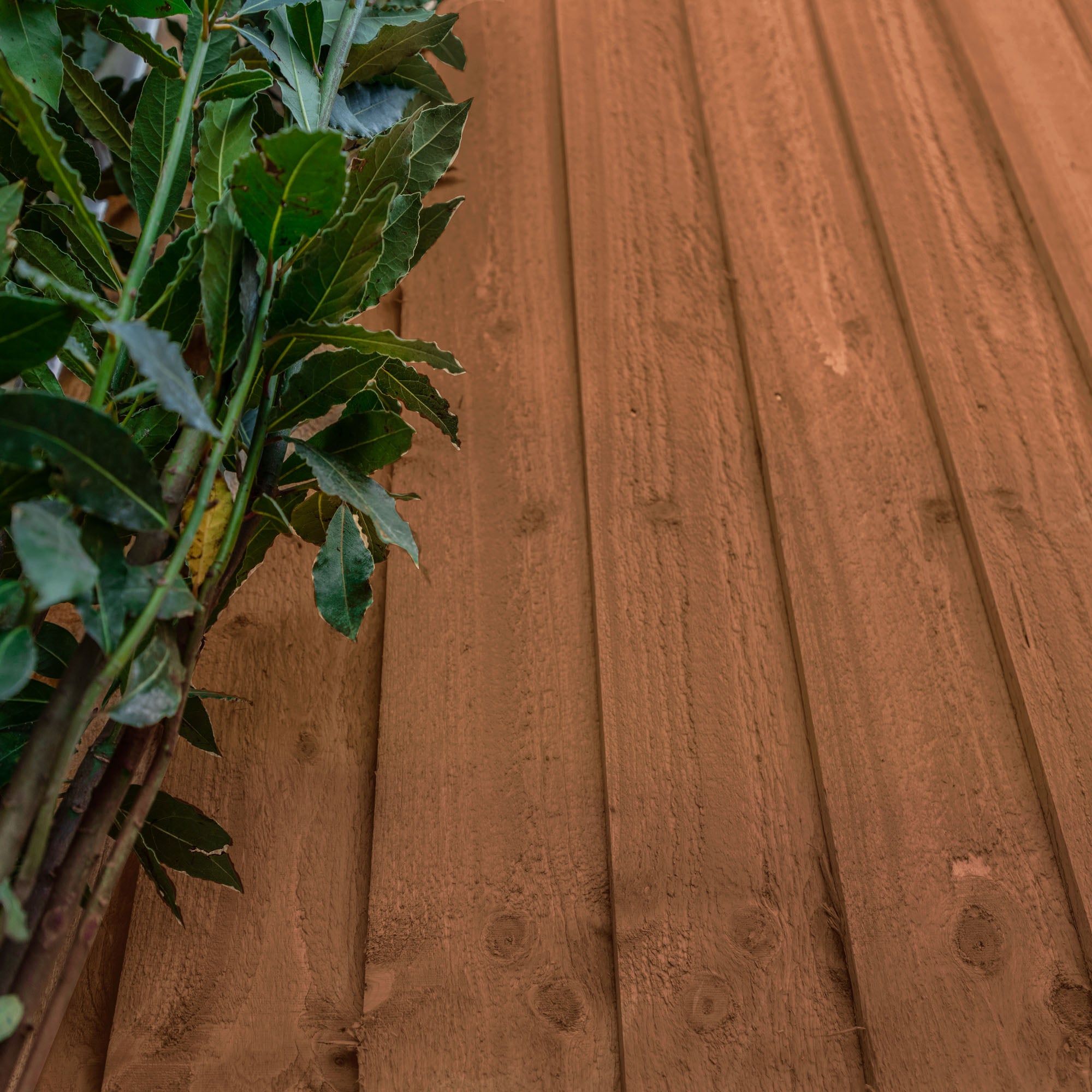 Mercia Feather Edge - Pressure Treated (4 Foot / 1220mm) (SI-008-034-0006 - EAN 5029442087412)